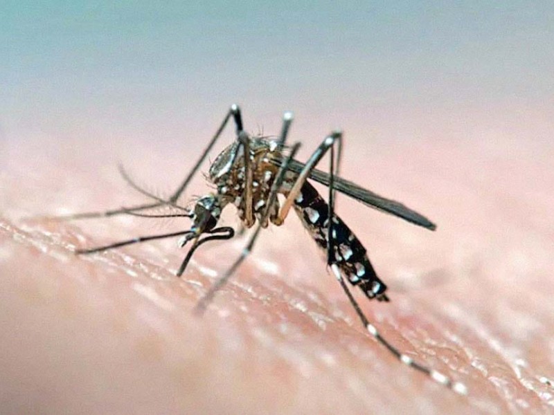 En aumento brote de dengue hemorrágico