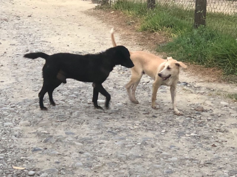 En aumento perros maltratados en Tuxpan