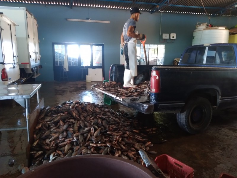 En aumento pesca en laguna de Chapala