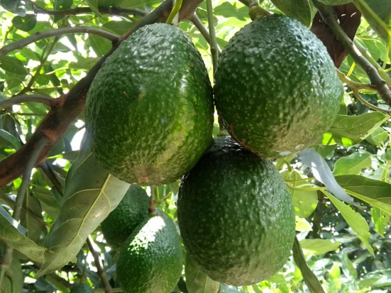 En aumento producción de aguacate en Colima