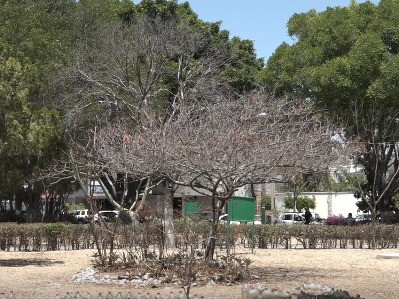 En basura, descuido y árboles secándose reportan parque Arcadia