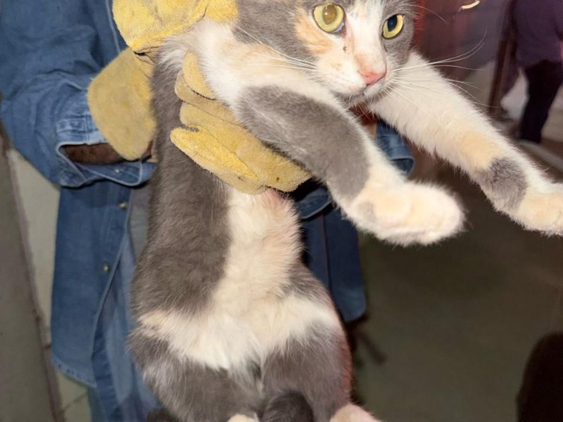 En Caborca rescatan a gatitos que sufrían maltrato