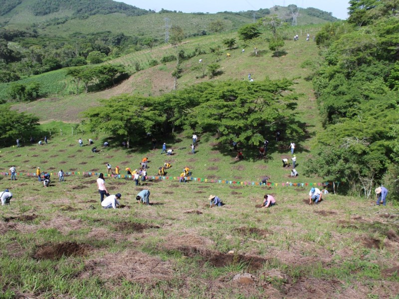 En Chiapas se reforestarán 200 mil hectáreas
