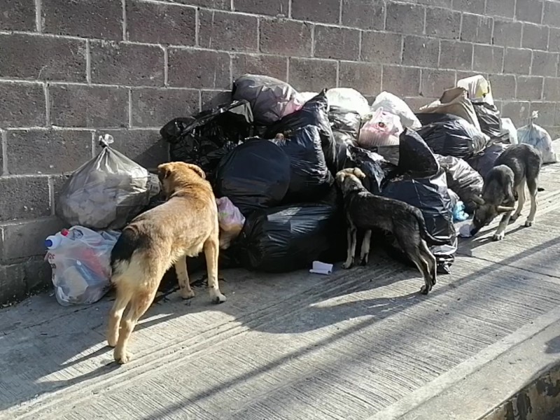 En Clavijero hay jaurías de perros callejeros