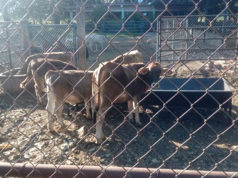 En colima baja la producción de carne bovina