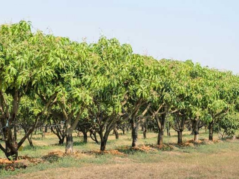 En Colima, existen más de 200 huertos de mango