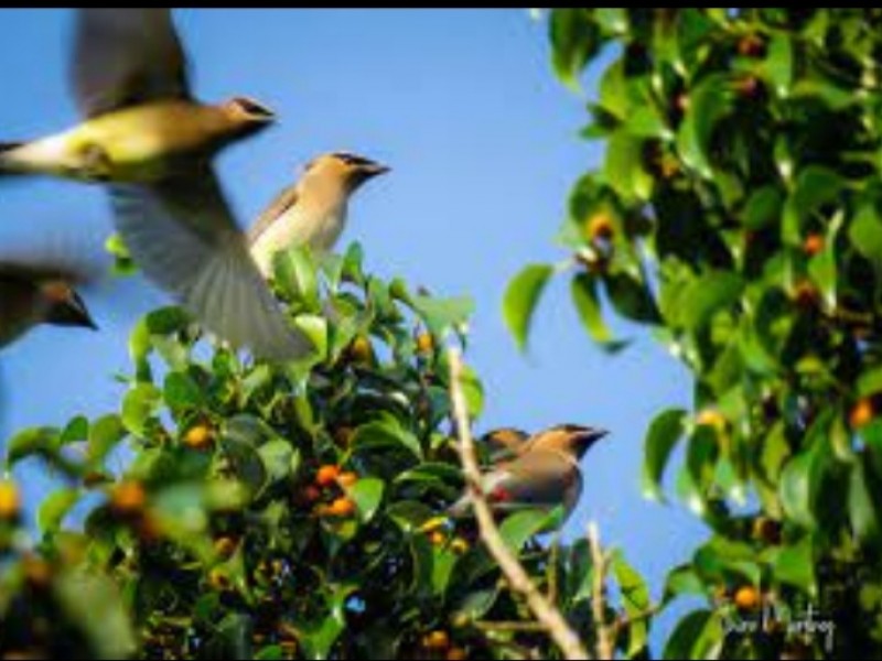 En Colima gran variedad de aves, son 441 especies registradas