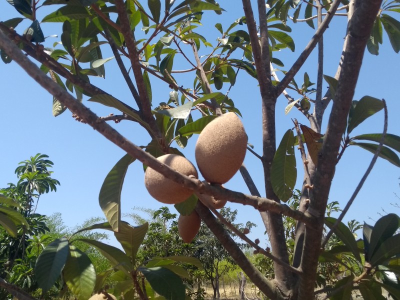 En Colima se producen 140 toneladas de mamey