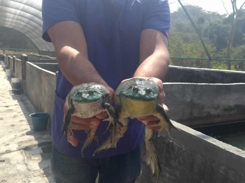 En Colima se producen 30 toneladas de ranas
