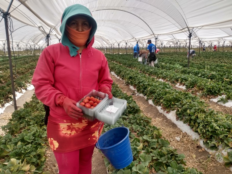 En contingencia, Irapuato sigue siendo la líder en las fresas