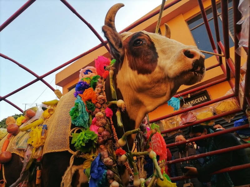 En Corregidora celebran la festividad del Paseo del Buey
