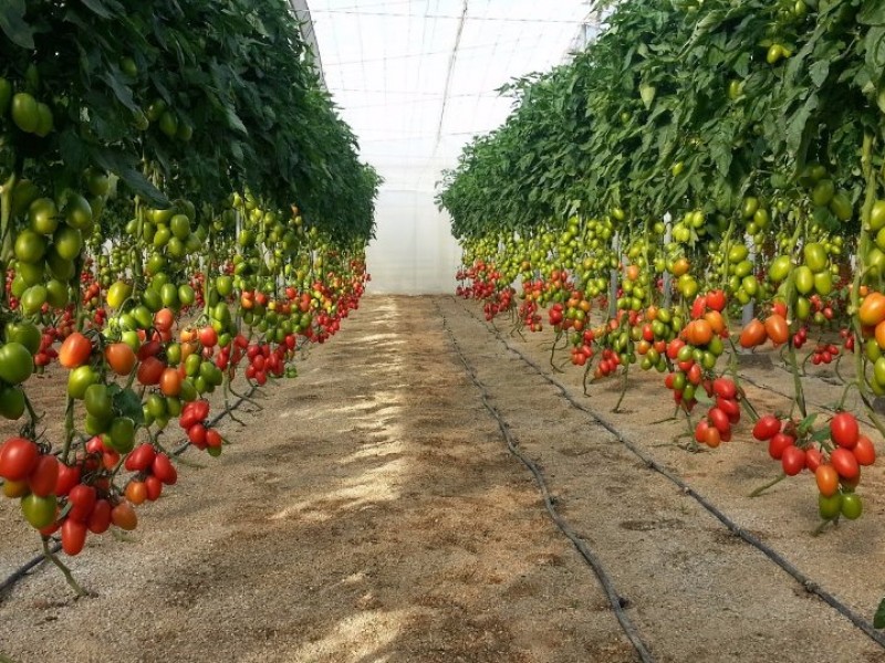 En crisis productores de tomate en Chiapas