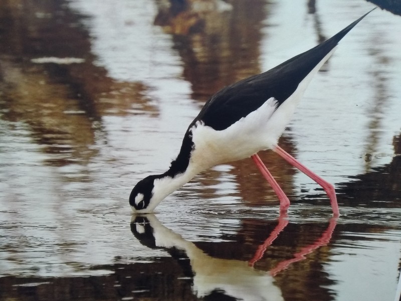 Aves, desaparecen por perdida de hábitat