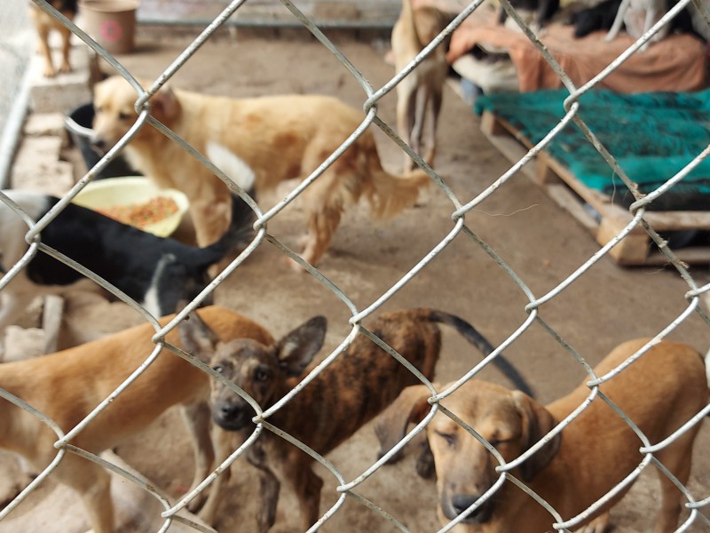 En disputa desalojo de albergue canino po rconflicto con exdiputada