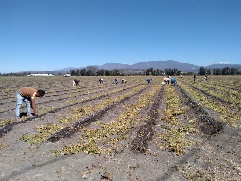 En doce años productores chinos han abarcado 20% del campo