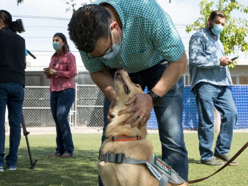 En dos semanas caninos detectaran COVID-19 en Sonora