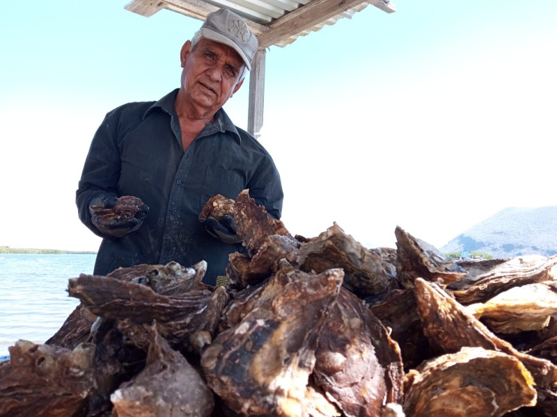 En El Maviri se cultiva el mejor ostión de Sinaloa