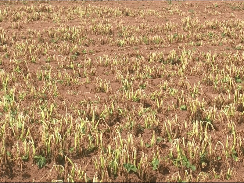 En el mayo, se dañan cultivos por frío