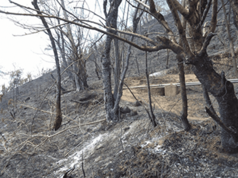 En flagrancia detienen a presunto ecocida