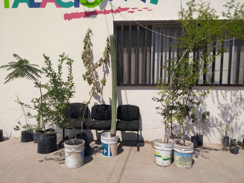 En Gómez Palacio reforestarán áreas verdes.