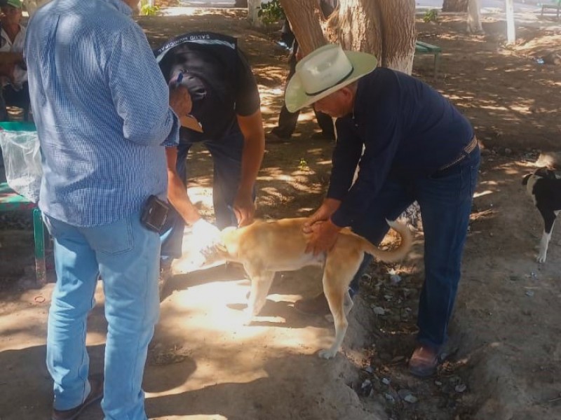 En Gómez Palacio refuerzan campaña contra garrapatas