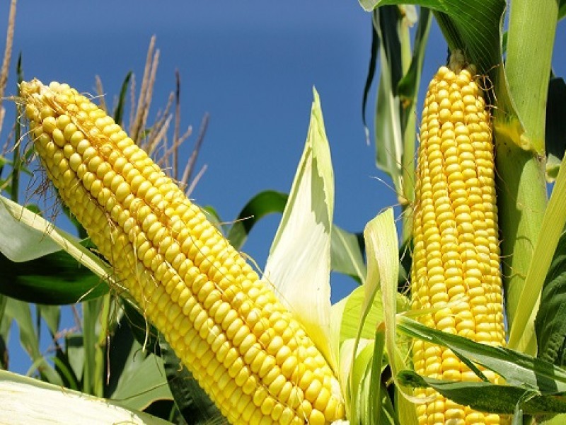 En incertidumbre ante falta de esquema de comercialización de maíz