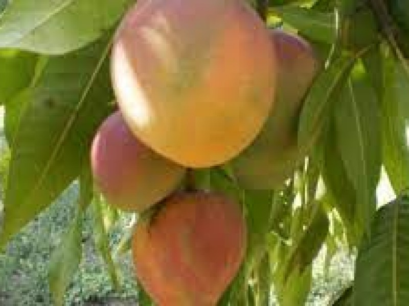 En incertidumbre producción de mango en Ahome  por sequía