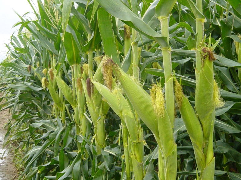En incertidumbre productores de maíz en el Soconusco
