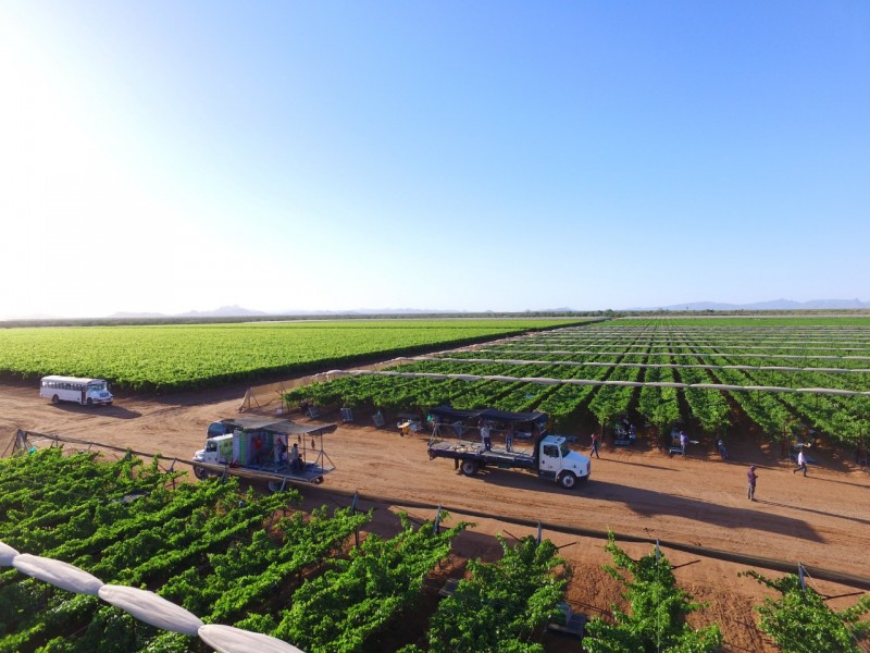 En incertidumbre sector agrícola por inseguridad en zonas rurales