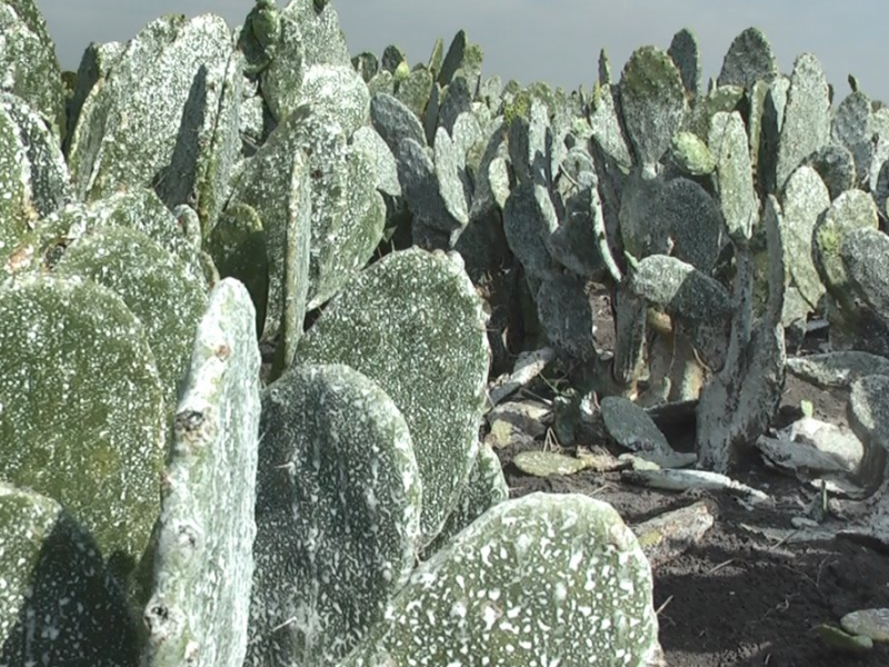 En invierno se desploma la producción de nopal