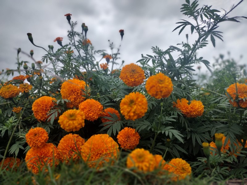 En Jacona impulsan venta de la flor de cempasúchil