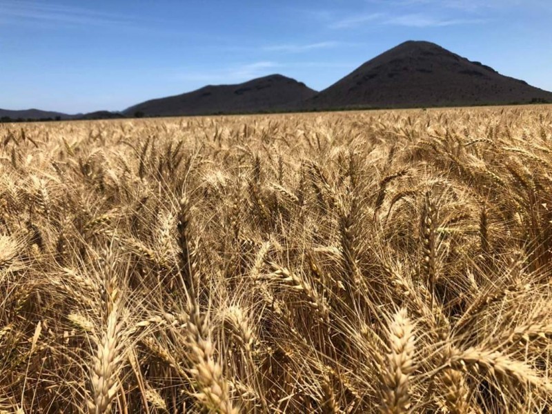 En Julio habrá pagos pendientes para productores de trigo