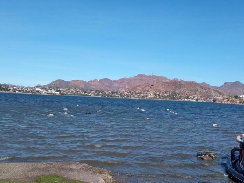 En la Bahía de Guaymas hay siembra de ostión