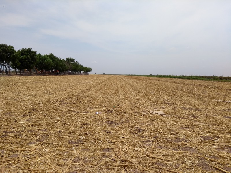 En la incertidumbre productores ante cultivos a establecer