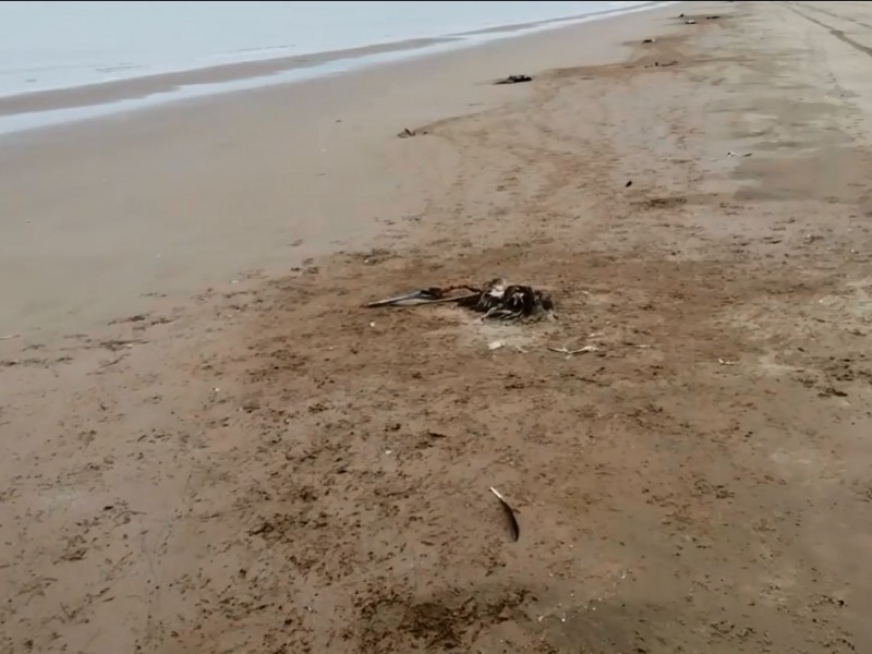 En la playa huatabampito, encuentran cientos de pelícanos muertos