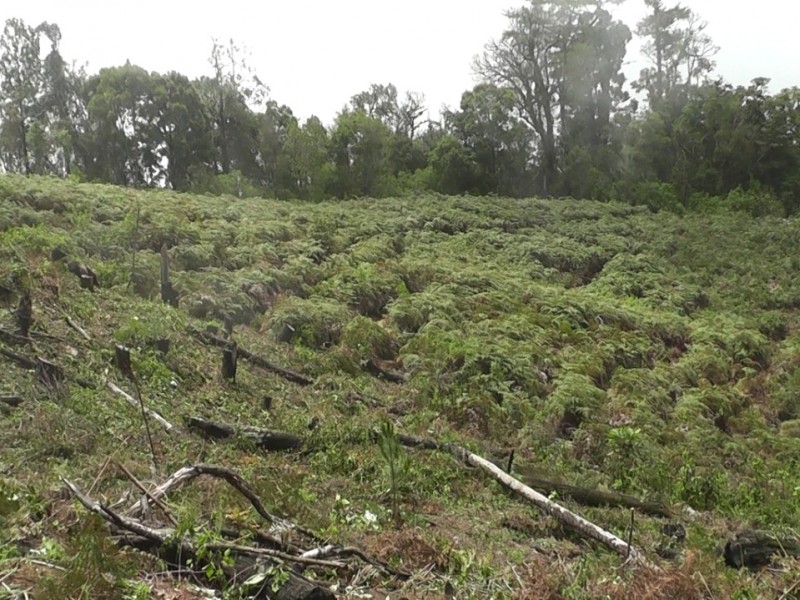 En la sierra de Tecpan cambia la amapola por pino