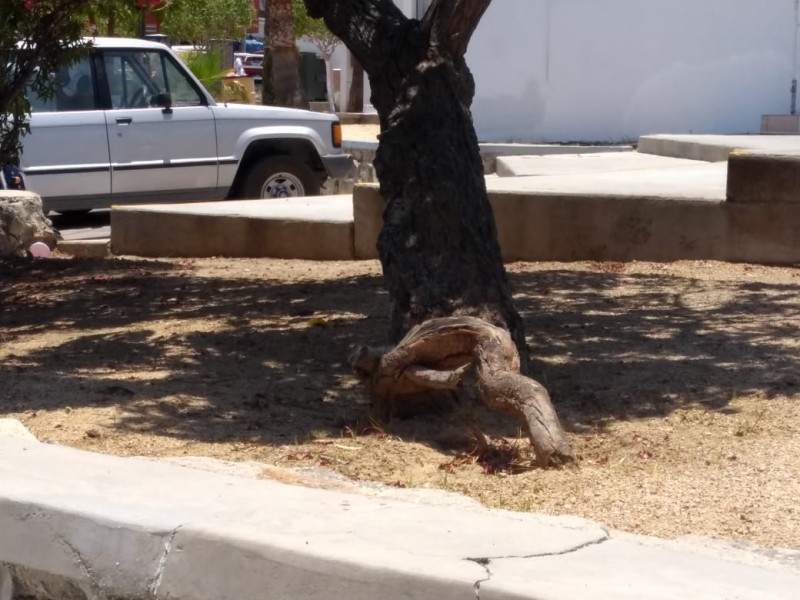 En Los Cabos no está permitida la tala