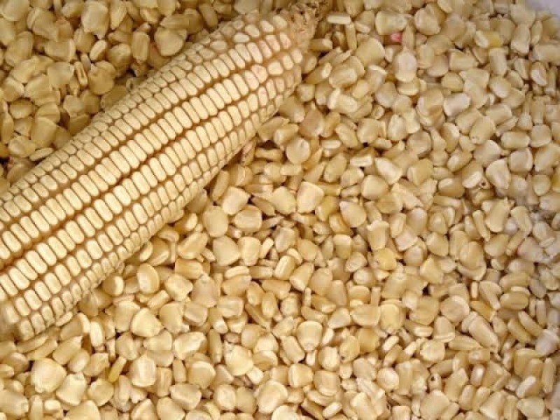 En los próximos días se establece precio del maíz: Rocha