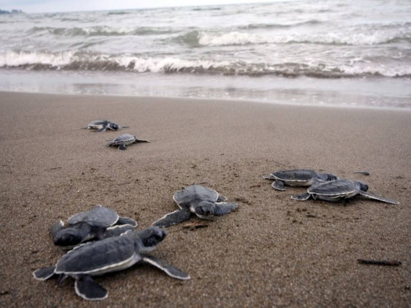 En marcha campaña Adopta una Tortuga en Las Barras Tuxpan