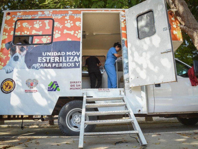 En marcha campaña masiva de esterilización de mascotas