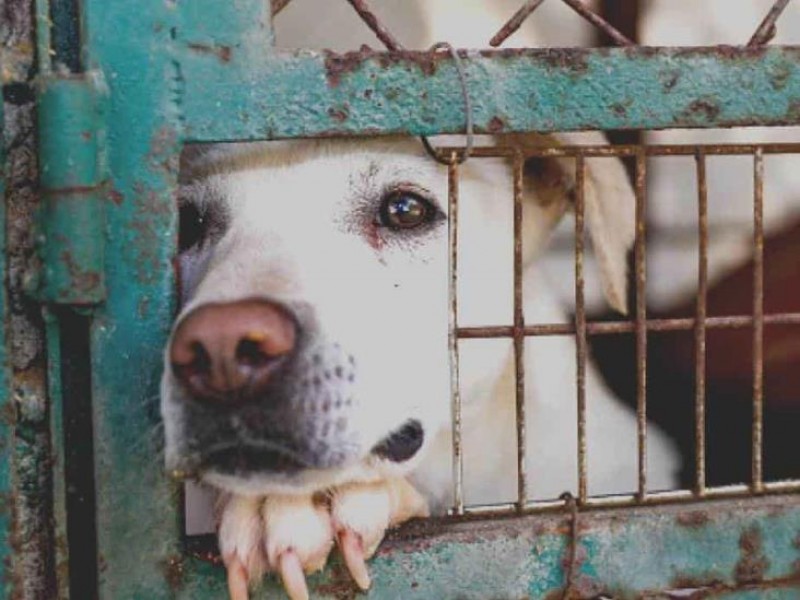 En marcha Censo de Animales en Tuxpan