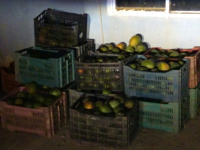 En marcha operativo contra robo hormiga de mango