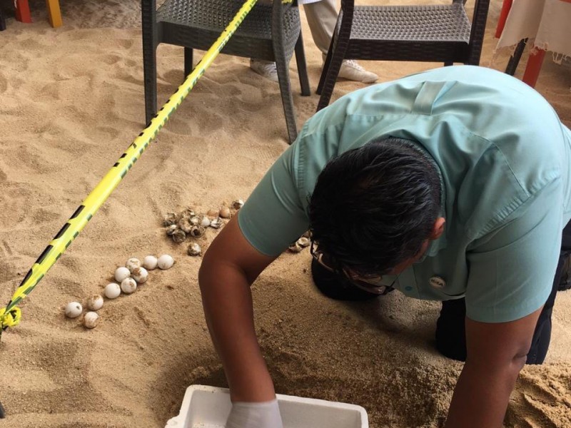 En medio de restaurante eclosionan huevos de tortuga