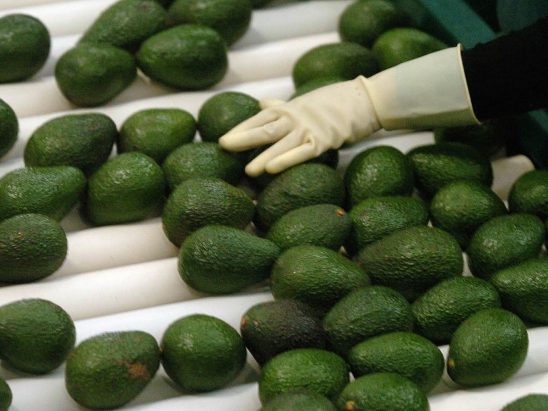 En mes y medio Jalisco exportará aguacate a EU