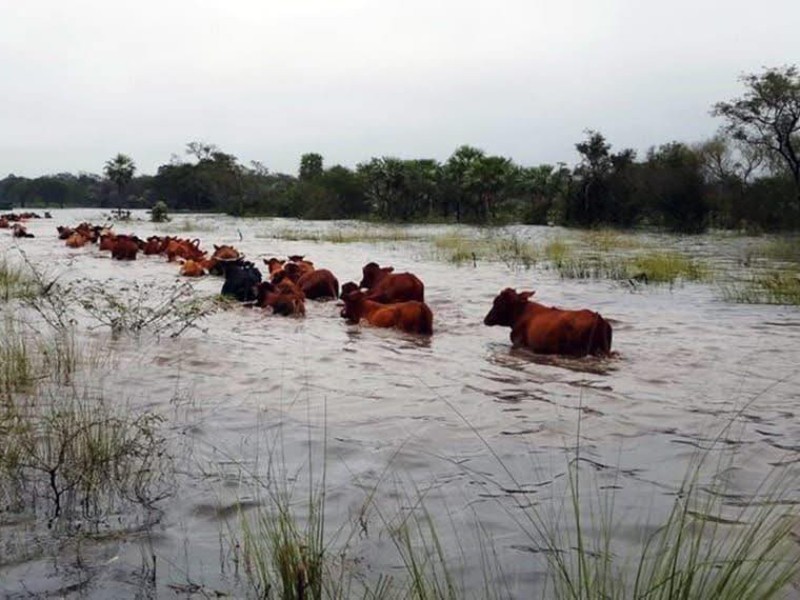 En México 2 mil ganaderos afectados por lluvias; Veracruz el más golpeado