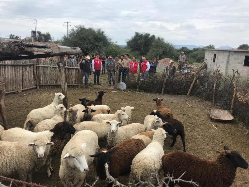 En operación 984 proyectos productivos contra pobreza alimentaria