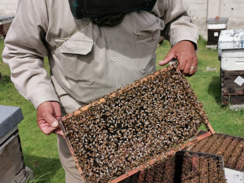 En peligro abejas por uso de plaguicidas
