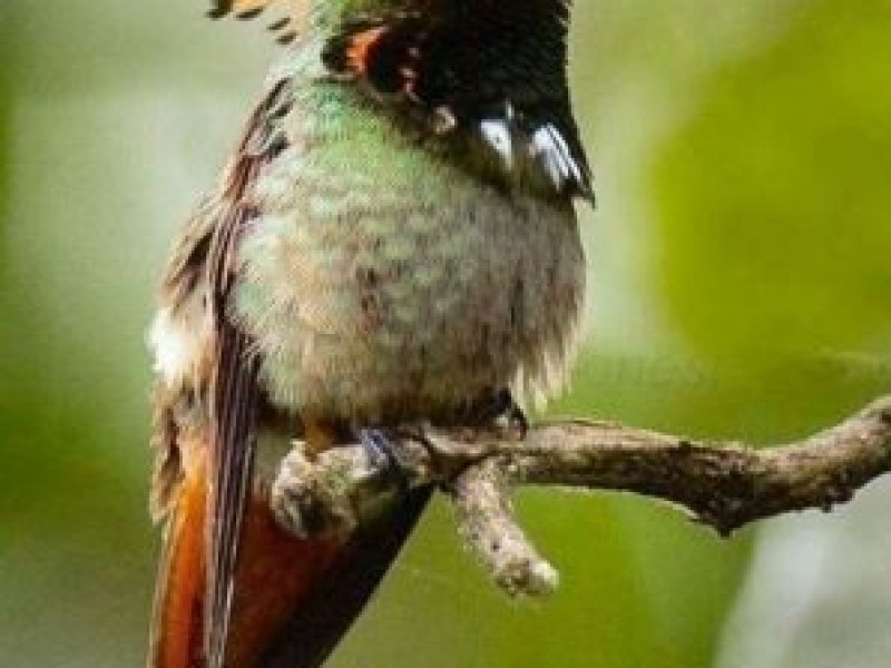 En peligro Colibrí Cresta Coqueta endémico de Atoyac