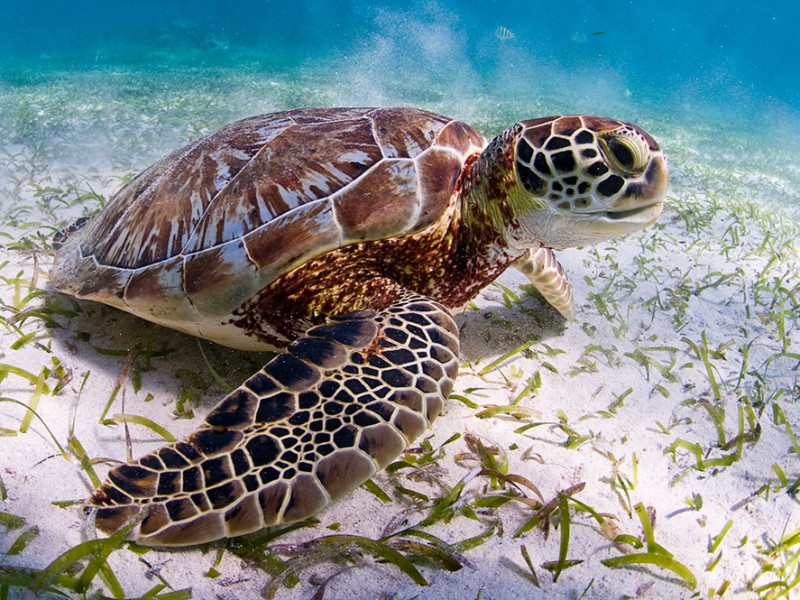 En peligro la tortuga marina en Sonora