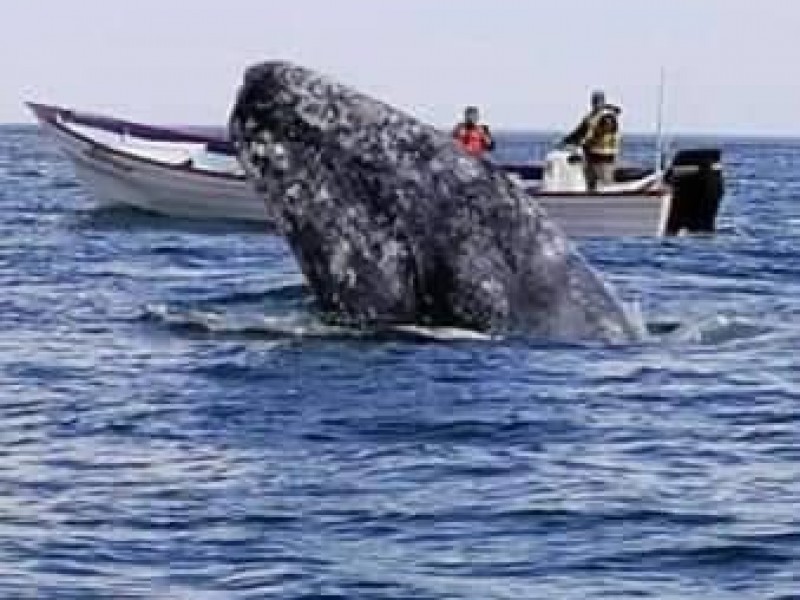 En peligro avistamiento de ballena gris en Mulegé